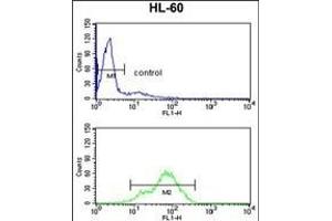 BAHD1 Antibody (C-term) (ABIN653104 and ABIN2842693) flow cytometry analysis of HL-60 cells (bottom histogram) compared to a negative control cell (top histogram). (BAHD1 anticorps  (C-Term))