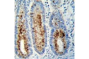 Anti-Myeloperoxidase antibody immunohistochemistry analysis in formalin fixed and paraffin embedded human colon tissue.