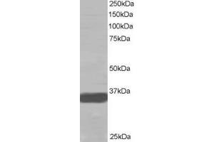 Western Blotting (WB) image for anti-Mortality Factor 4 Like 2 (MORF4L2) (N-Term) antibody (ABIN2465250) (MORF4L2 anticorps  (N-Term))