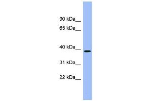WB Suggested Anti-ACMSD Antibody Titration:  0. (ACMSD anticorps  (Middle Region))