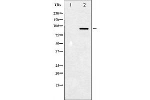 Western blot analysis of STAT3 phosphorylation expression in HeLa whole cell lysates,The lane on the left is treated with the antigen-specific peptide.