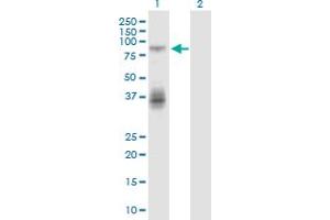 Western Blot analysis of TNFRSF11A expression in transfected 293T cell line by TNFRSF11A monoclonal antibody (M39), clone 2G2.