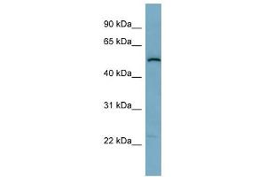 C1ORF142 antibody used at 1 ug/ml to detect target protein. (SNAP47 anticorps  (Middle Region))