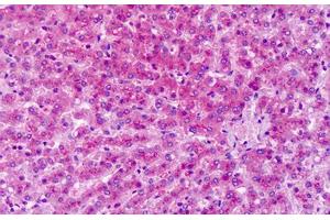 Anti-GRM7 / MGLUR7 antibody IHC staining of human liver. (GRM7 anticorps  (Extracellular Domain))