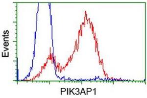 Image no. 5 for anti-phosphoinositide-3-Kinase Adaptor Protein 1 (PIK3AP1) antibody (ABIN1496822) (PIK3AP1 anticorps)