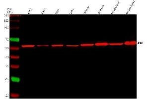 anti-Dihydrolipoamide Dehydrogenase (DLD) (AA 300-509) antibody