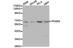 Western Blotting (WB) image for anti-Peroxisome Proliferator-Activated Receptor gamma (PPARG) antibody (ABIN1874206) (PPARG anticorps)