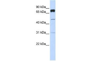 Western Blotting (WB) image for anti-Pleckstrin Homology Domain Containing, Family A (phosphoinositide Binding Specific) Member 4 (PLEKHA4) antibody (ABIN2458667) (PLEKHA4 anticorps)