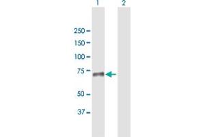 Western Blot analysis of SNED1 expression in transfected 293T cell line by SNED1 MaxPab polyclonal antibody. (SNED1 anticorps  (AA 1-600))