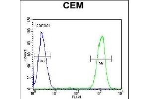 IKZF1 Antibody (C-term) (ABIN654180 and ABIN2844035) flow cytometric analysis of CEM cells (right histogram) compared to a negative control cell (left histogram). (IKZF1 anticorps  (C-Term))