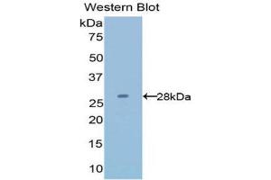 Western Blotting (WB) image for anti-Latexin (LXN) (AA 1-222) antibody (ABIN1078269) (Latexin anticorps  (AA 1-222))