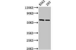Western Blot Positive WB detected in: K562 whole cell lysate, 293 whole cell lysate All lanes: CCT7 antibody at 3 μg/mL Secondary Goat polyclonal to rabbit IgG at 1/50000 dilution Predicted band size: 60, 38, 55, 51 kDa Observed band size: 60 kDa (CCT7 anticorps  (AA 240-543))