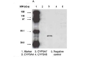 Western blot analysis using CYP3A7 antibody  on various recombinant CYP450 proteins.