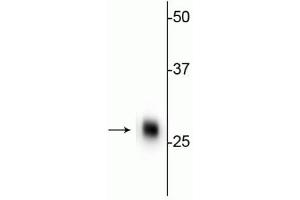 Western blot of rat cerebellar lysate showing specific immunolabeling of the ~ 28 kDa calbindin protein.