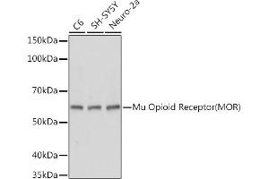 Western blot analysis of extracts of various cell lines, using Mu Opioid Receptor(MOR) antibody (ABIN7269101) at 1:1000 dilution. (Mu Opioid Receptor 1 anticorps  (C-Term))