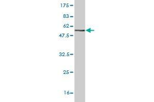Western Blot detection against Immunogen (50.