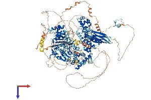 HFM1, ATP-Dependent DNA Helicase Homolog (HFM1) (AA 1-1435) protein (His tag)