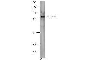 293T cell lysates probed with Rabbit Anti-Slco1a1 Polyclonal Antibody, Unconjugated  at 1:500 for 90 min at 37˚C. (Slco1a1 anticorps  (AA 2-90))