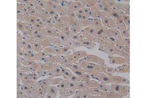 Used in DAB staining on fromalin fixed paraffin- embedded Kidney tissue (CELSR3 anticorps  (AA 1181-1421))
