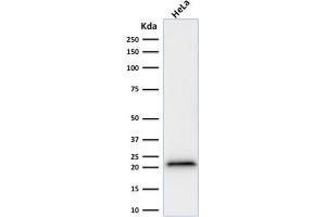 Western Blot Analysis of human HeLa cell lysate using p21 Mouse Recombinant Monoclonal Antibody (rCIP1/823). (Recombinant p21 anticorps)