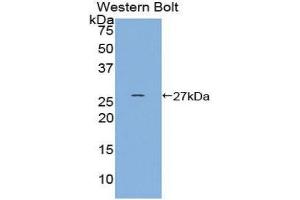 Western Blotting (WB) image for anti-Heat shock factor protein 2 (HSF2) (AA 1-200) antibody (ABIN1859207) (HSF2 anticorps  (AA 1-200))