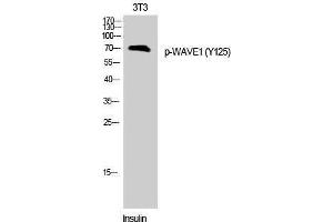 Western Blotting (WB) image for anti-WAS Protein Family, Member 1 (WASF1) (pTyr125) antibody (ABIN3173244) (WASF1 anticorps  (pTyr125))