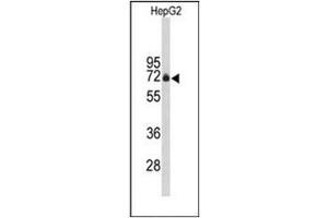 Western blot analysis of FBXO3 Antibody (C-term) in HepG2 cell line lysates (35ug/lane).