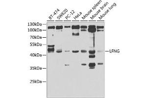 Western blot analysis of extracts of various cell lines, using LFNG antibody (ABIN6131859, ABIN6143153, ABIN6143155 and ABIN6223317) at 1:1000 dilution. (LFNG anticorps  (AA 1-250))