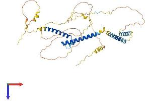 AlphaFold protein structure predicition of Mouse Recombinant Bhlhe40 Protein, UniprotID O35185