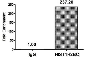 Chromatin Immunoprecipitation Hela (10 6 , treated with 30 mM sodium butyrate for 4h) were treated with Micrococcal Nuclease, sonicated, and immunoprecipitated with 5 μg anti-HIST1H2BC (ABIN7139170) or a control normal rabbit IgG. (Histone H2B anticorps  (acLys20))