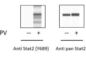 K562 cells were untreated or treated with PV.