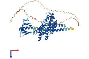 AlphaFold protein structure predicition of Human Recombinant PLEKHA8 Protein, UniprotID Q96JA3