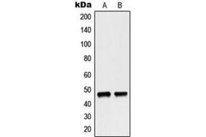 Western blot analysis of p47 phox expression in MCF7 (A), HeLa (B) whole cell lysates. (NCF1 anticorps  (C-Term))