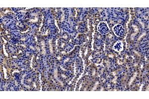 Detection of ORM2 in Mouse Kidney Tissue using Polyclonal Antibody to Orosomucoid 2 (ORM2) (Orosomucoid 2 anticorps  (AA 19-207))