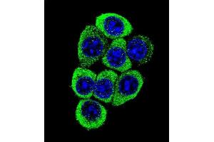 Confocal immunofluorescent analysis of TMEM150B Antibody (N-term) (ABIN655346 and ABIN2844909) with 293 cell followed by Alexa Fluor 488-conjugated goat anti-rabbit lgG (green). (TMEM150B anticorps  (N-Term))
