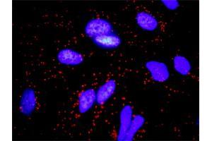 Proximity Ligation Analysis of protein-protein interactions between FGFR2 and FGF10.