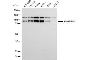 Western blotting analysis using HNRNPUL1 antibody (ABIN7798903). (Recombinant HNRNPUL1 anticorps)