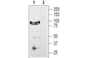 Western blot analysis of rat DRG lysate: - 1.