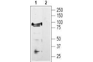 Western blot analysis of rat DRG lysate: - 1. (TRPV1 anticorps  (C-Term, Intracellular))