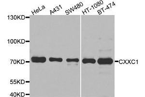 Western blot analysis of extracts of various cell lines, using CXXC1 antibody.
