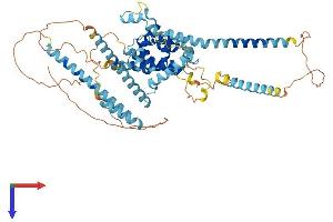 AlphaFold protein structure predicition of Mouse Recombinant Rundc1 Protein, UniprotID Q0VDN7