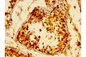 IHC image of ABIN7159581 diluted at 1:100 and staining in paraffin-embedded human testis tissue performed on a Leica BondTM system. (METAP2 anticorps  (AA 313-449))