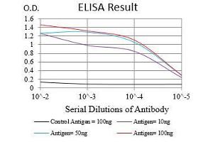 anti-Epidermal Growth Factor Receptor (EGFR) (AA 693-893) antibody
