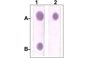 Dot Blot : 1 ug peptide was blot onto NC membrane. (STAT3 anticorps)
