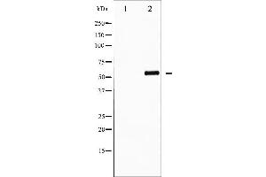 Western blot analysis of AFX phosphorylation expression in serum treated 293 whole cell lysates,The lane on the left is treated with the antigen-specific peptide. (FOXO4 anticorps  (pSer197))