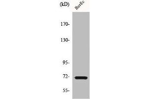 Western Blot analysis of HuvEc cells using Cox-1 Polyclonal Antibody