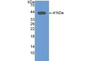 Detection of Recombinant Osteocalcin, Mouse using Polyclonal Antibody to Osteocalcin (OC)