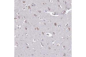 Immunohistochemical staining of human cerebral cortex with HS2ST1 polyclonal antibody  shows granular cytoplasmic positivity in neuronal cells. (HS2ST1 anticorps)