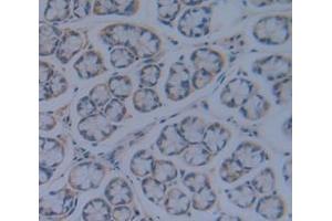 IHC-P analysis of Rat Tissue, with DAB staining. (TGFBR3 anticorps  (AA 210-465))