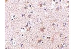 Immunohistochemistry (IHC) image for anti-Mesencephalic Astrocyte-Derived Neurotrophic Factor (MANF) (N-Term) antibody (ABIN1031449) (MANF anticorps  (N-Term))